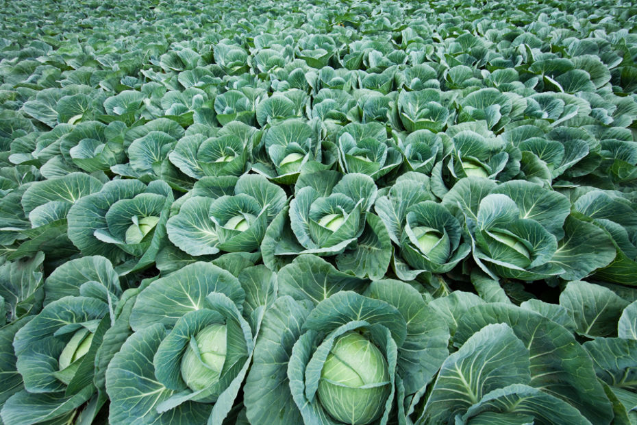 3 Activities on Where Foods Come From