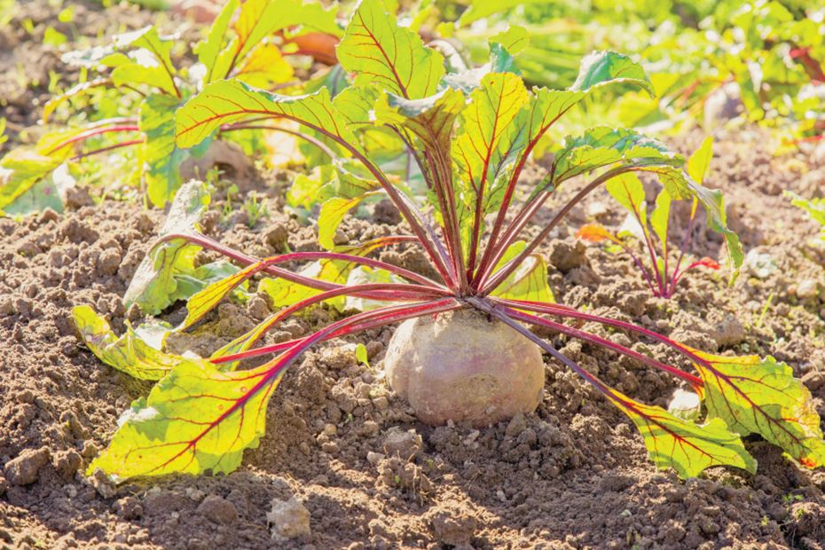 Active game: Who Are You? Where Do You Come From?